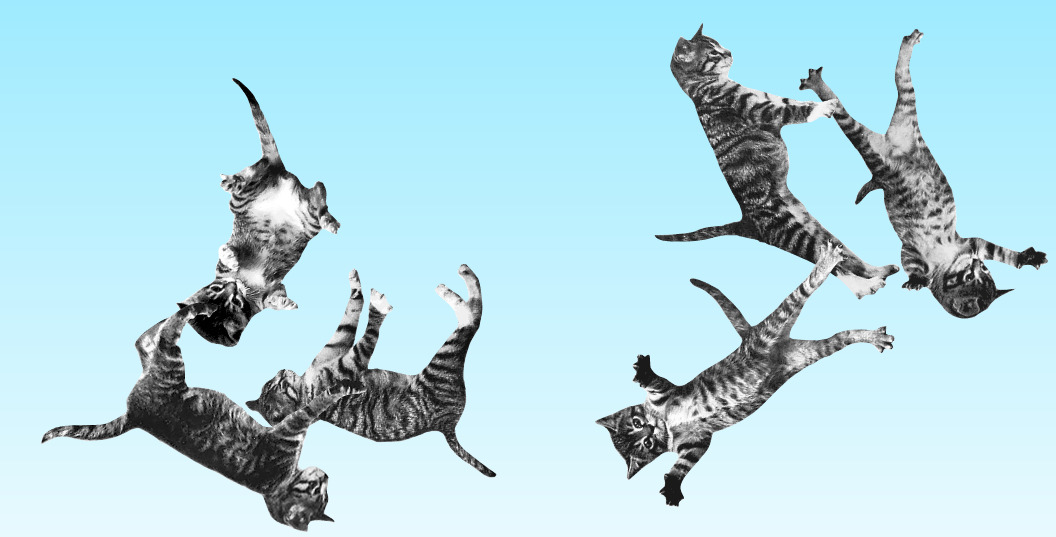 cats bouncing